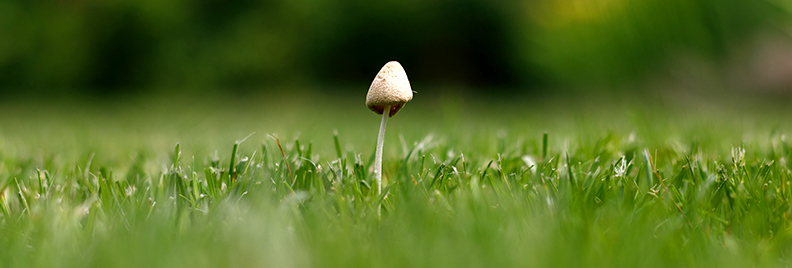 pfas-mushrooms-on-your-lawn-single-mushroom-header