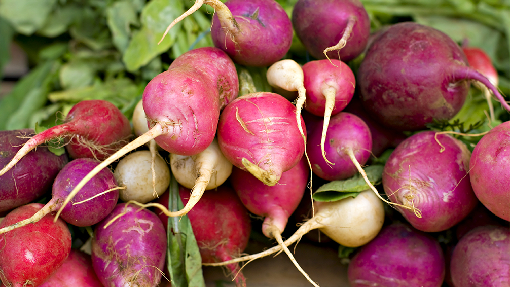 pfas-vegetable-garden-fall-crops-radishes-turnips