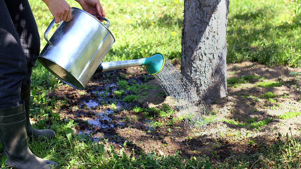 Are You Watering Your Trees And Shrubs Wrong? Plants for All Seasons