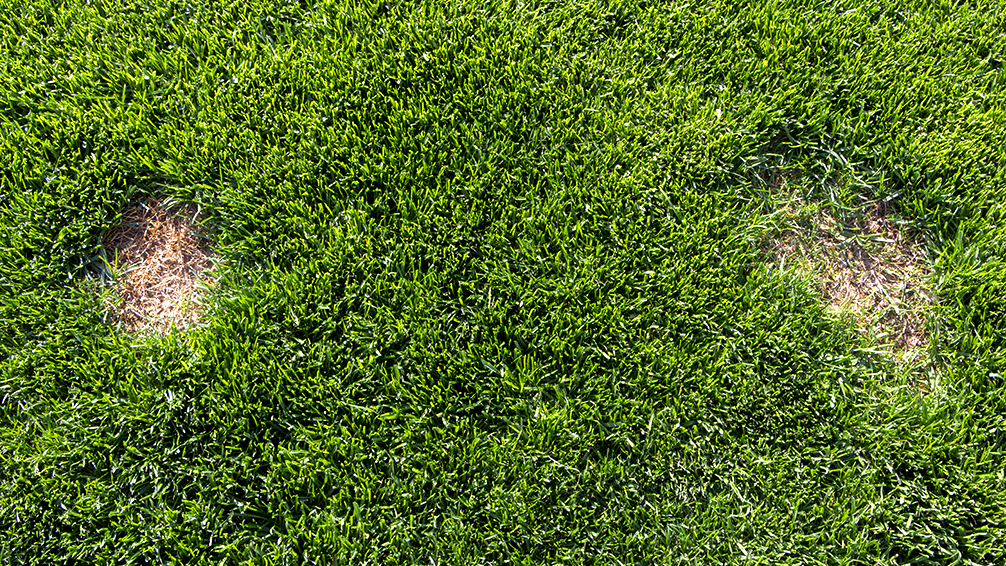 PFAS-lawn-sod-webworms-chinch-bugs-brown-patches-pest-damage