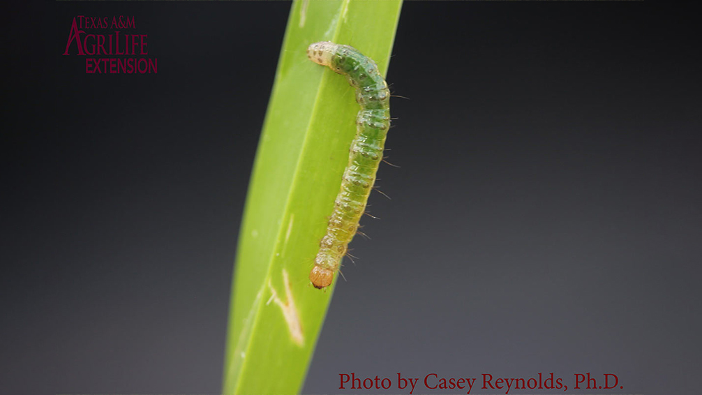 lawn-sod-webworms-grass