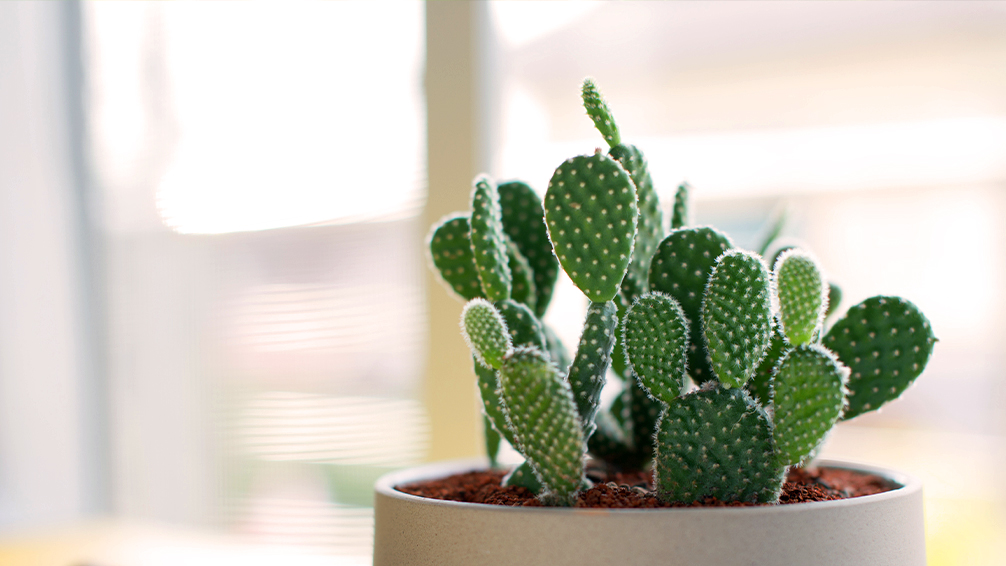 pfas-collect-colorful-cute-cacti-bunny-ear-cactus