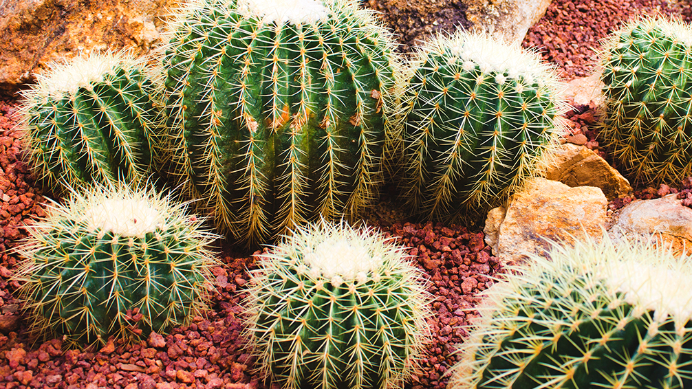 pfas-collect-colorful-cute-cacti-golden-barrel-cactus
