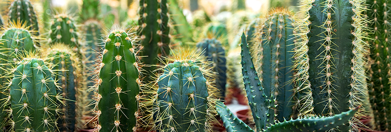 pfas-collect-colorful-cute-cacti-header