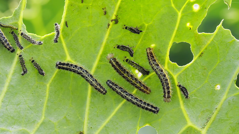 PFAS-blog-images-cabbageworm