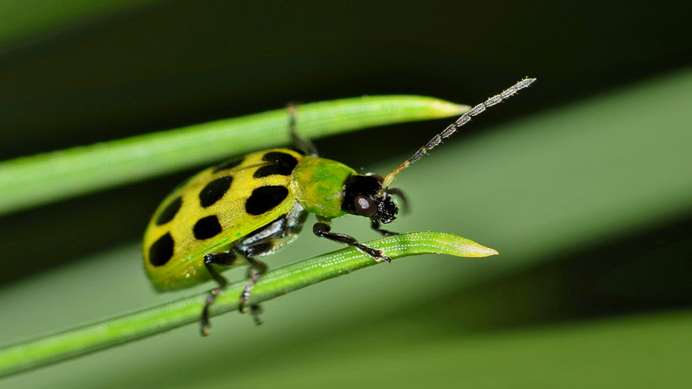 PFAS-blog-images-cucumberbeetle