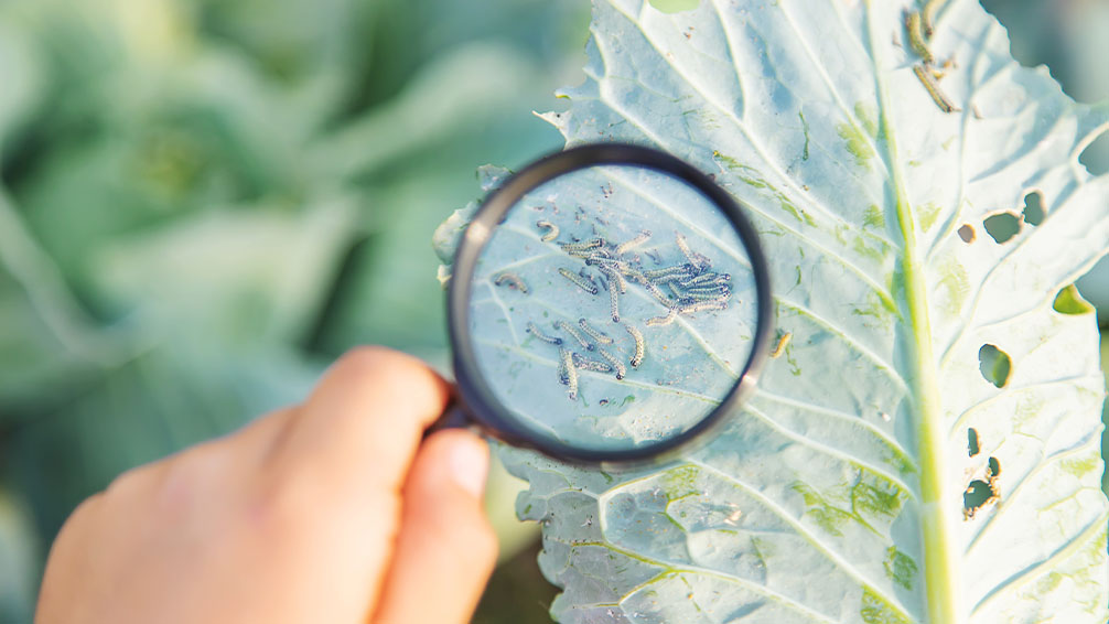PFAS-blog-magnifying-glass-cabbage