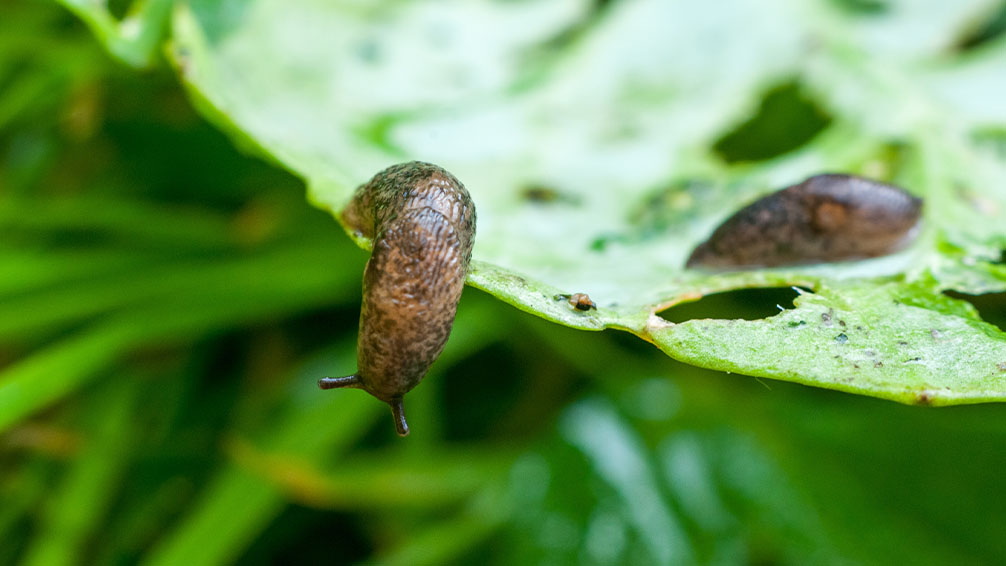 PFAS-blog-images-slug
