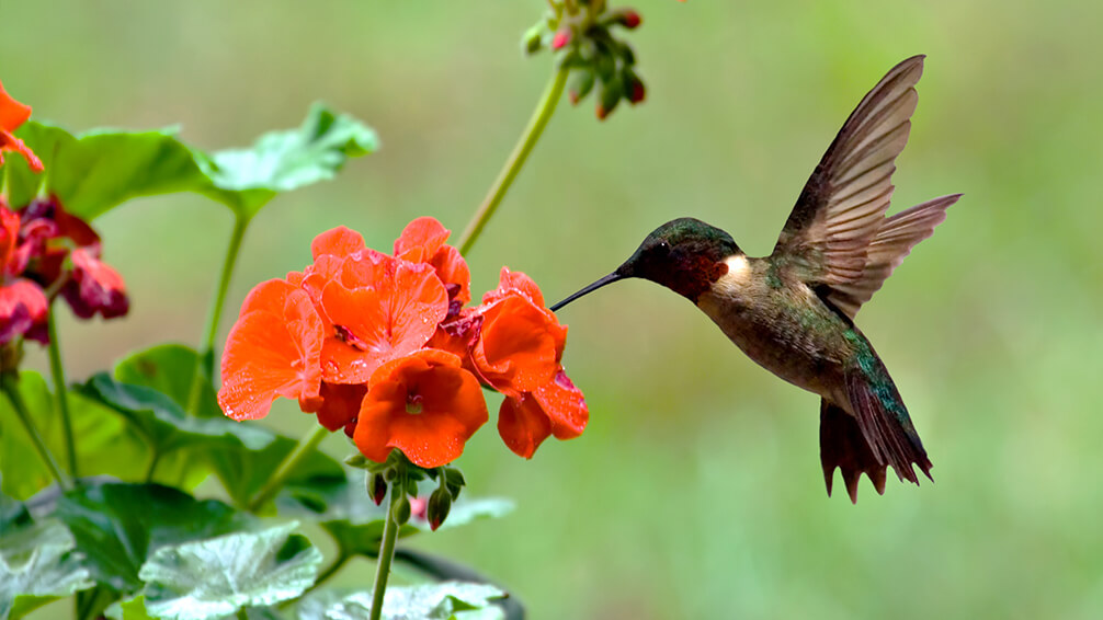 PFAS-hummingbird-plants-geraniums-red