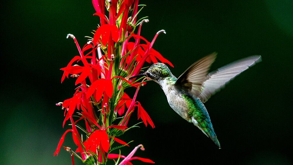 PFAS-hummingbird-plants-cardinal-flowers-red