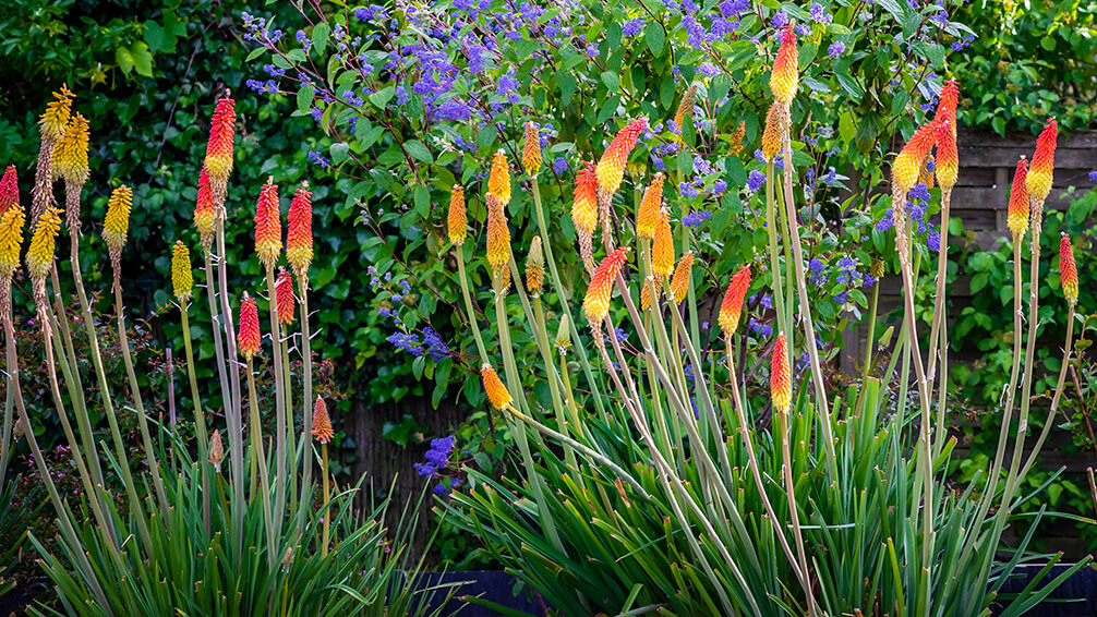 PFAS-hummingbird-plants-red-hot-pokers