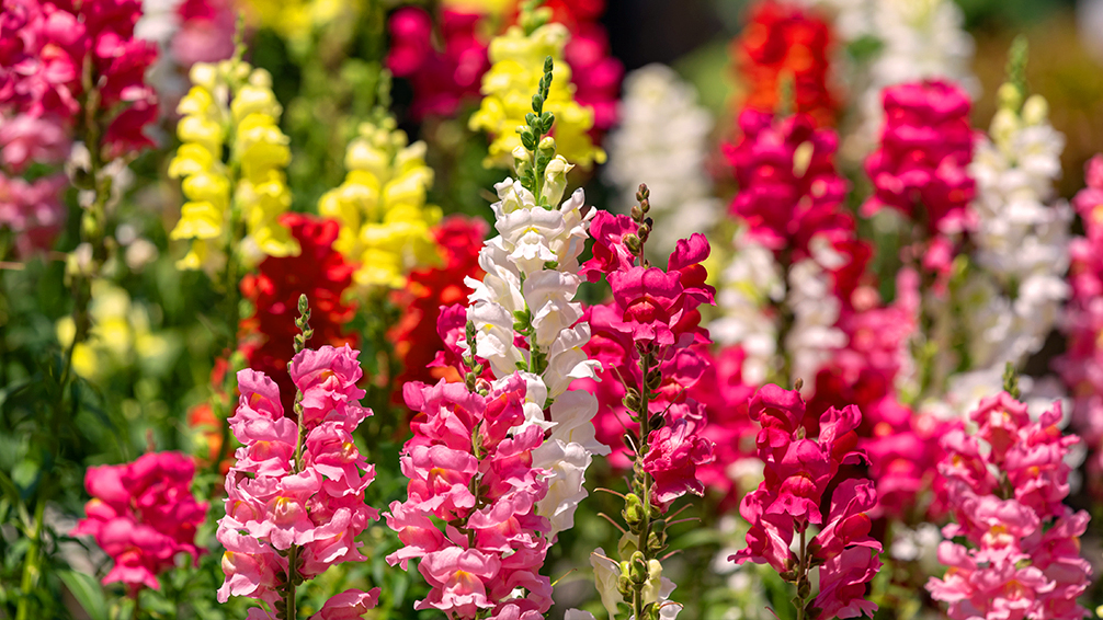 PFAS-hummingbird-plants-snapdragons