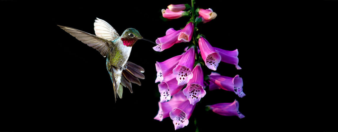 PFAS-hummingbird-plants-trumpet-tubular-flower-header-purple