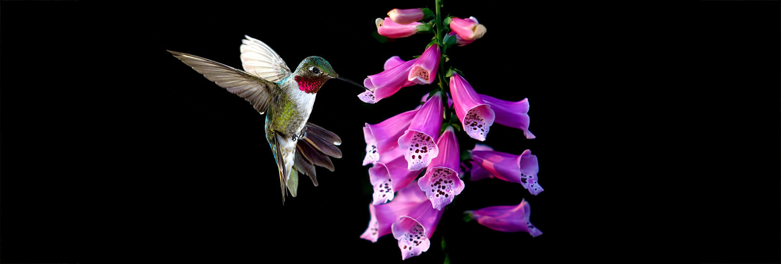PFAS-hummingbird-plants-trumpet-tubular-flower-header-purple