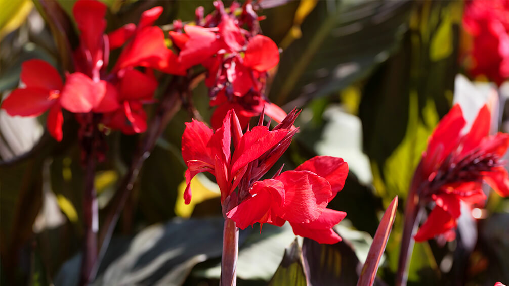 PFAS-plants-canna-lilies-red