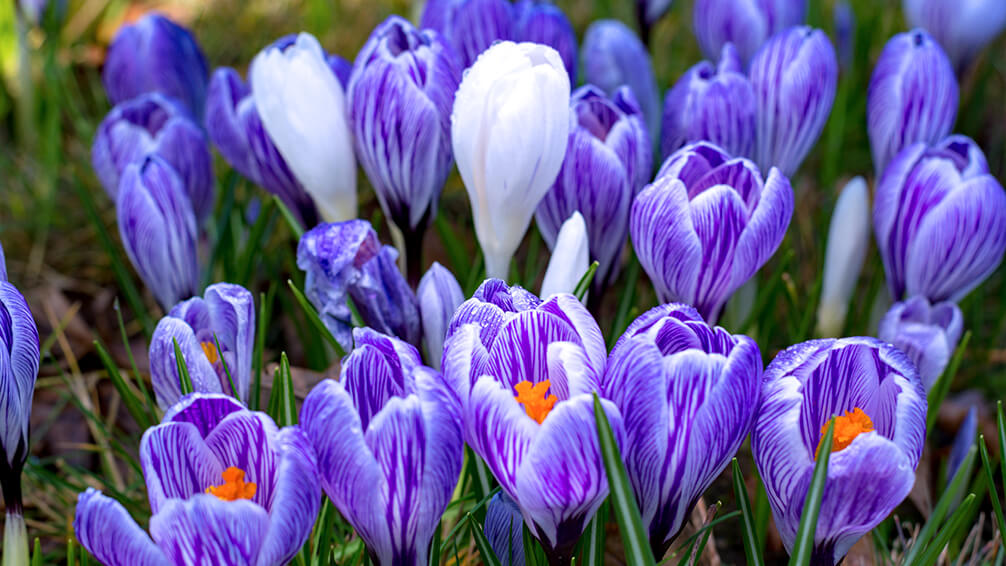 PFAS-spring-blooming-bulbs-chill-crocuses