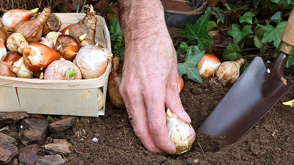 PFAS-spring-blooming-bulbs-chill-planting-bulbs