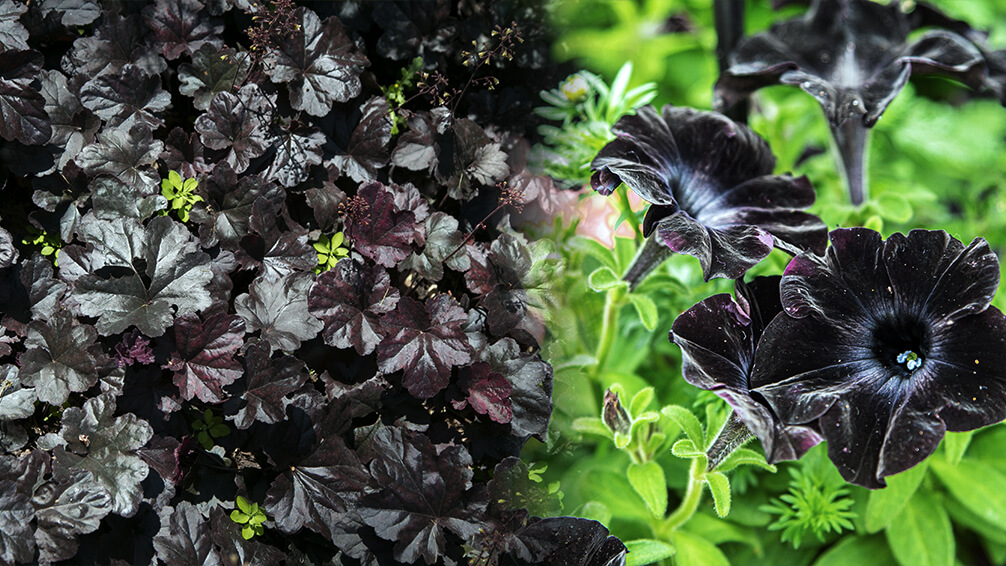 pfas-theme-garden-zodiac-sign-goth-black-petunias-heuchera