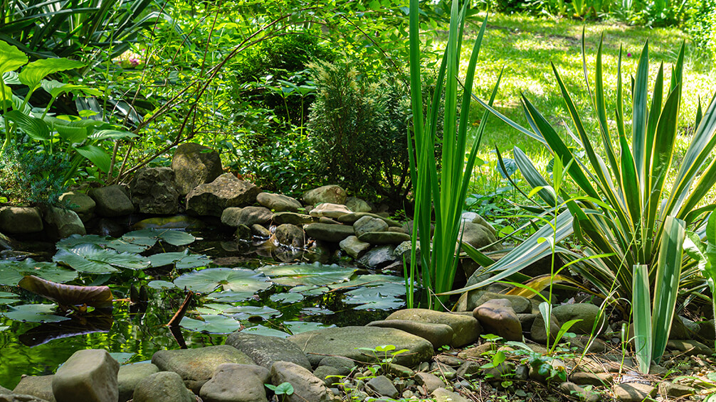 pfas-theme-garden-zodiac-sign-lily-pads-small-pond-garden