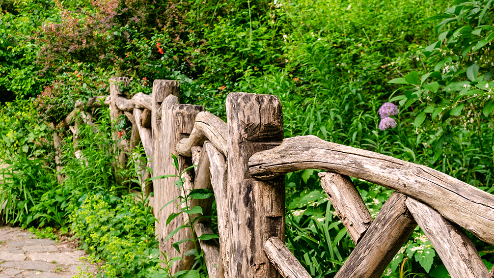 pfas-theme-garden-zodiac-sign-old-wooden-fence-lush-garden