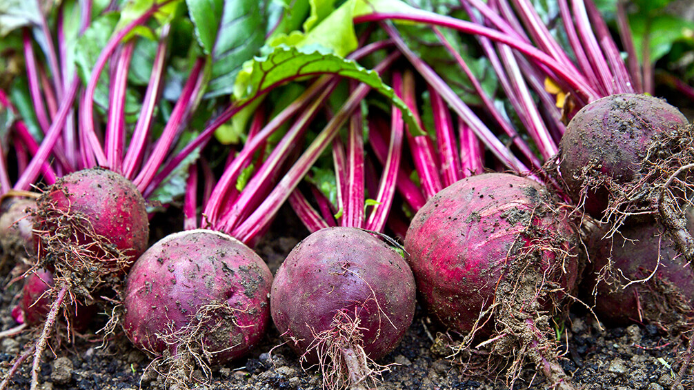 PFAS-fall-garden-veggies-beets