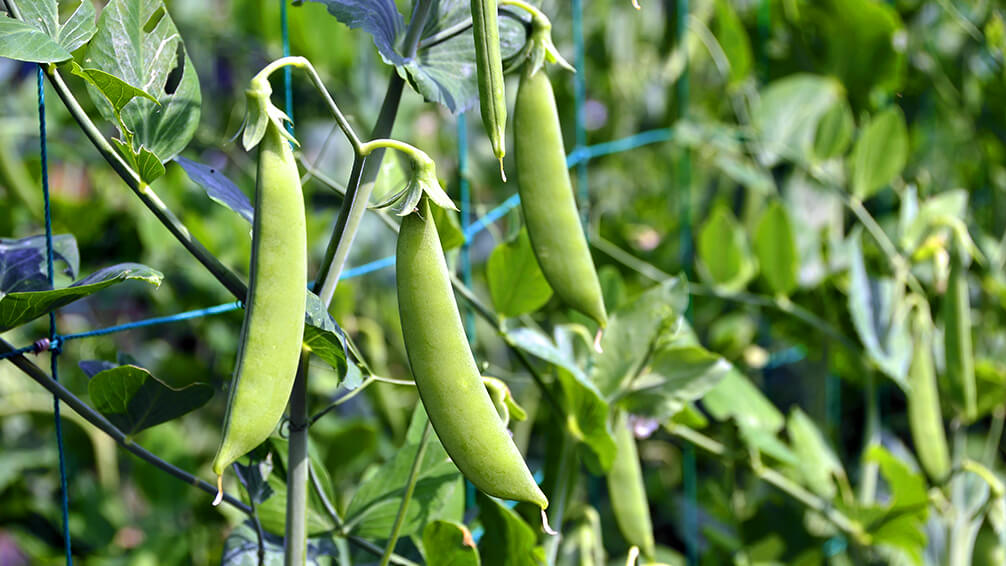 PFAS-fall-garden-veggies-peas