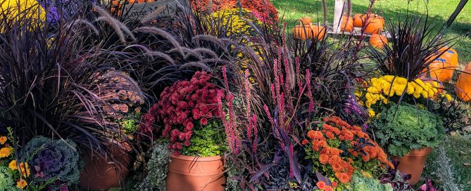 PFAS-fall-planter-boxes-autumn-potted-plants