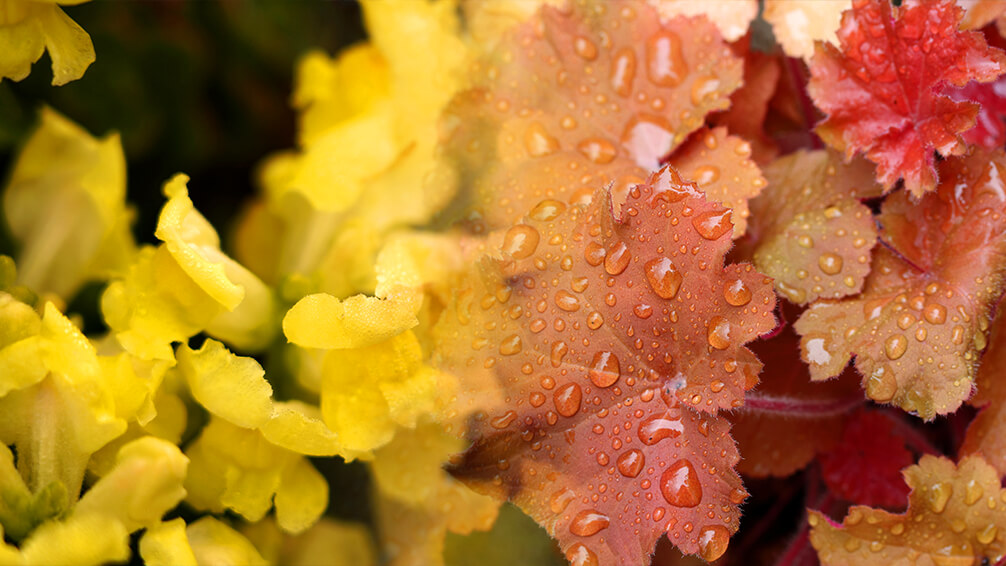 PFAS-fall-planter-boxes-heuchera-snapdragons