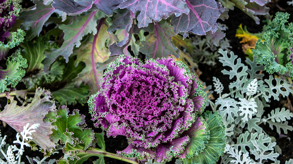 PFAS-fall-planter-boxes-ornamental-kale-purple-silver-falls