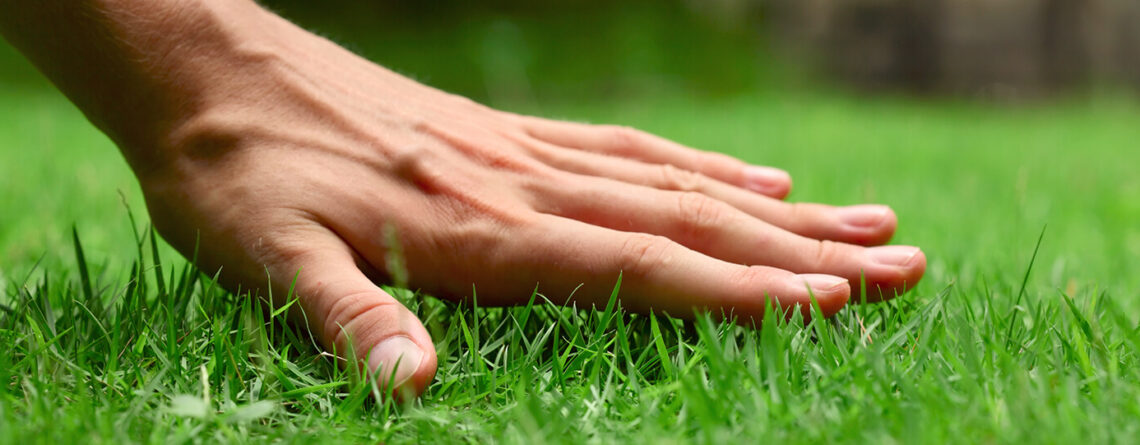 PFAS-treating-brown-patches-lawn-grass-hand-care