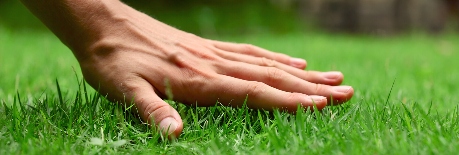 PFAS-treating-brown-patches-lawn-grass-hand-care