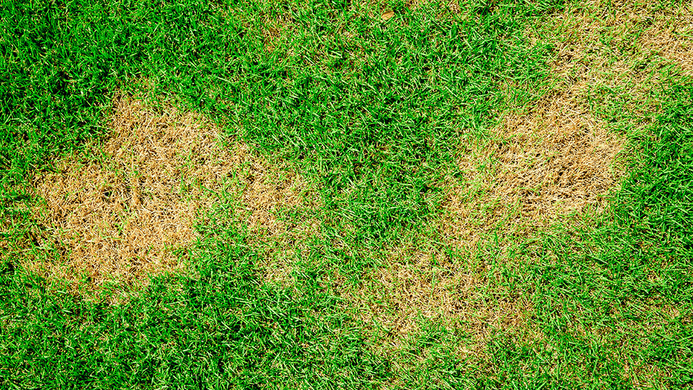 PFAS-treating-brown-patches-lawn-grass