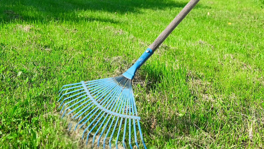PFAS-treating-brown-patches-lawn-raking-dethatching