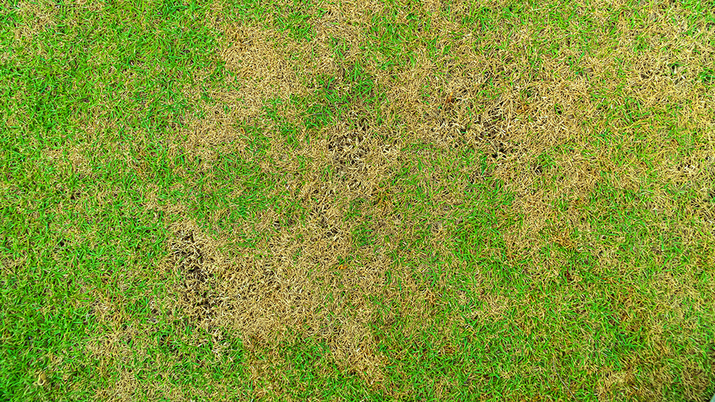 PFAS-treating-brown-patches-lawn-rhizoctonia