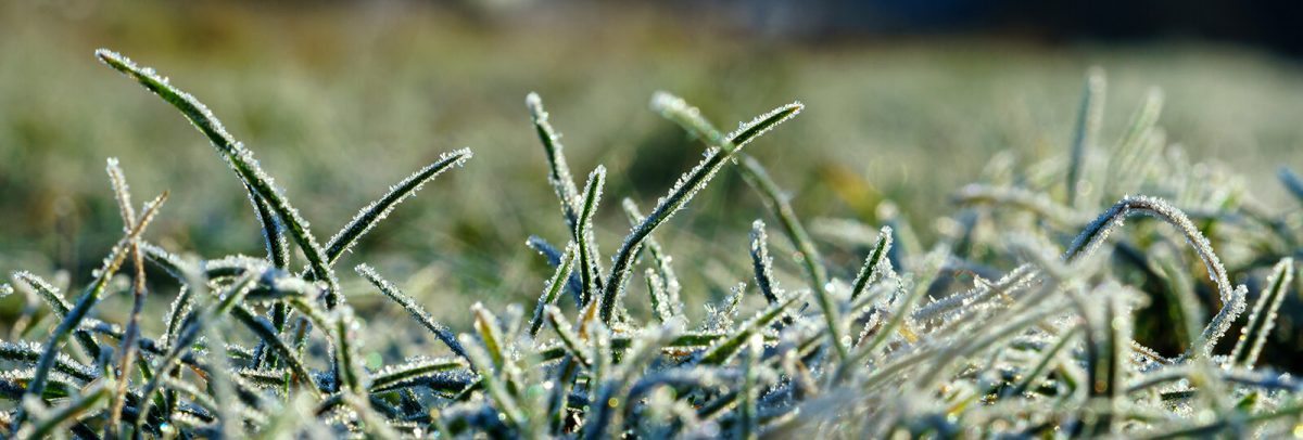 pre-winter-lawn-care-in-houston-plants-for-all-seasons-since-1973