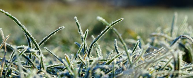 pfas-pre-winter-lawn-care-frost-grass