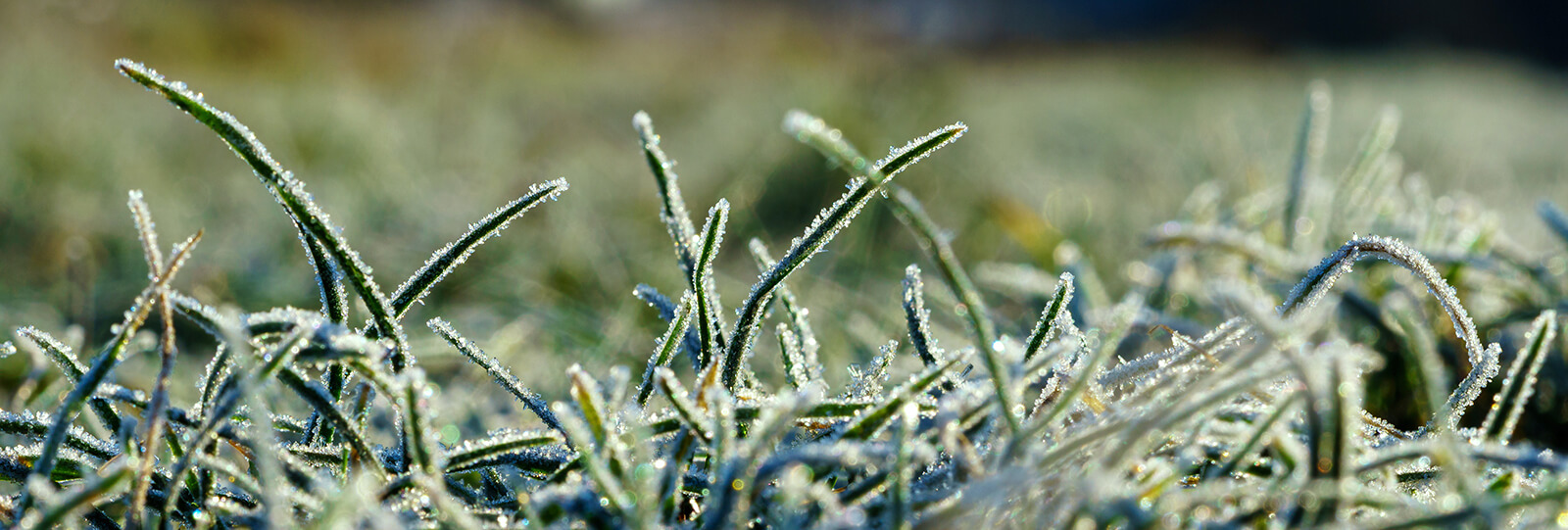 pfas-pre-winter-lawn-care-frost-grass