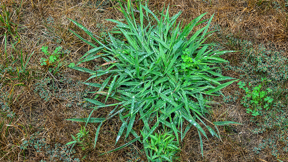 PFAS-applying-herbicide-crabgrass-weeds-lawn