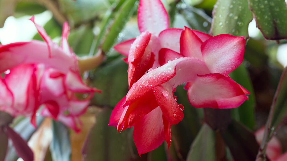 PFAS-christmas-cactus-blooms-water-droplets
