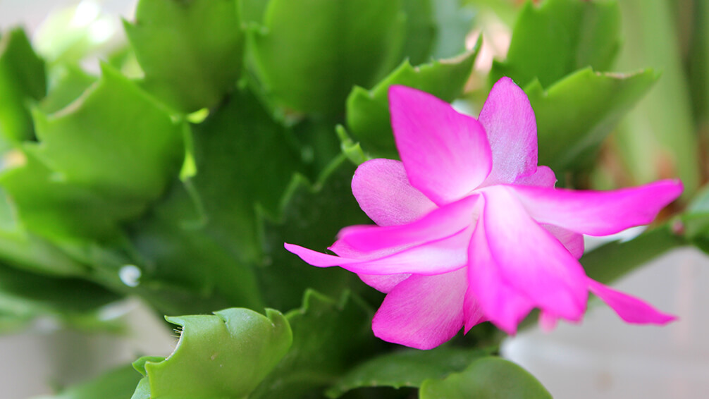 PFAS-christmas-cactus-pink-bloom