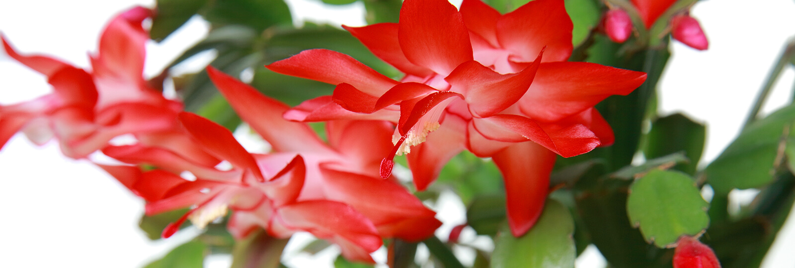 PFAS-christmas-cactus-red-close-up copy