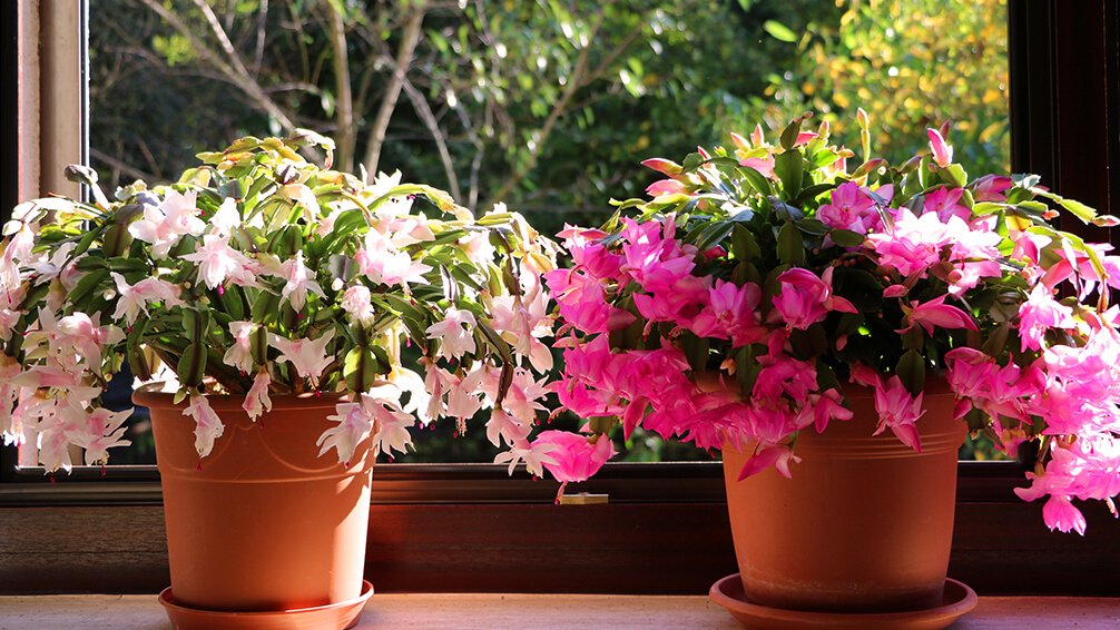 PFAS-christmas-cactuses-in-window