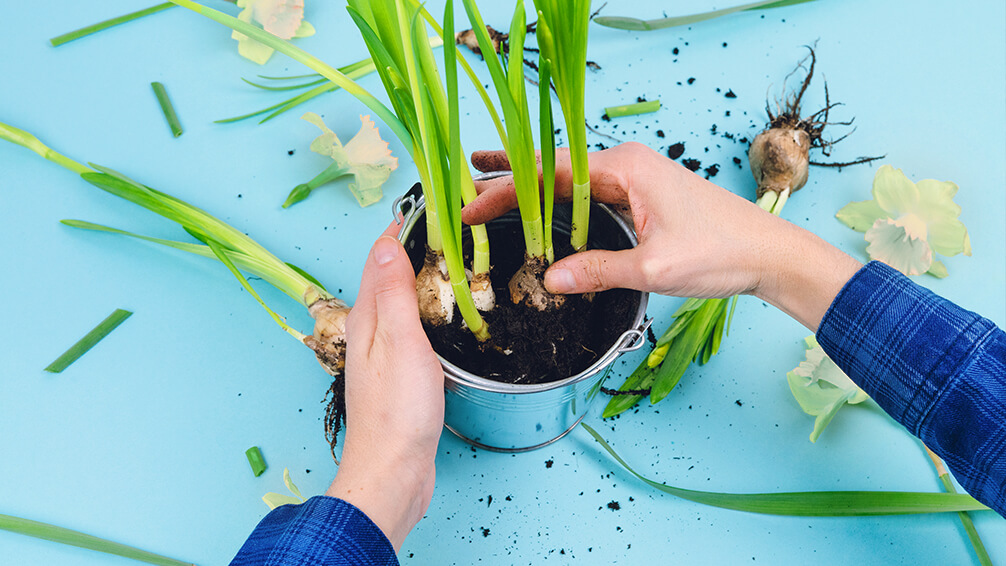 PFAS-forcing-paperwhite-bulbs-indoors-narcissus-caring-for-bulbs-in-pot