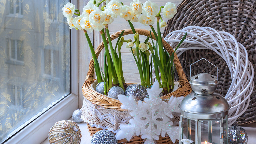PFAS-forcing-paperwhite-bulbs-indoors-narcissus-flowers-with-holiday-decor