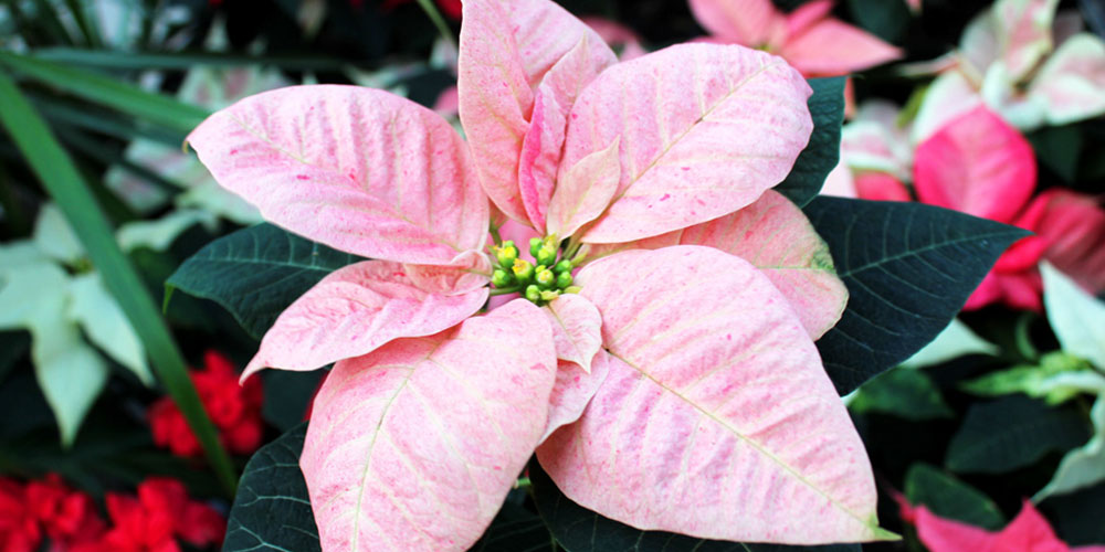 Forager-Poinsettia-Pink