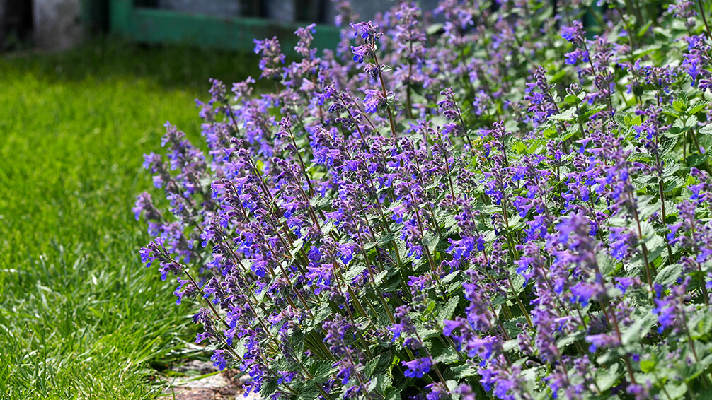 PFAS-2021-garden-houseplant-trends-catmint-garden