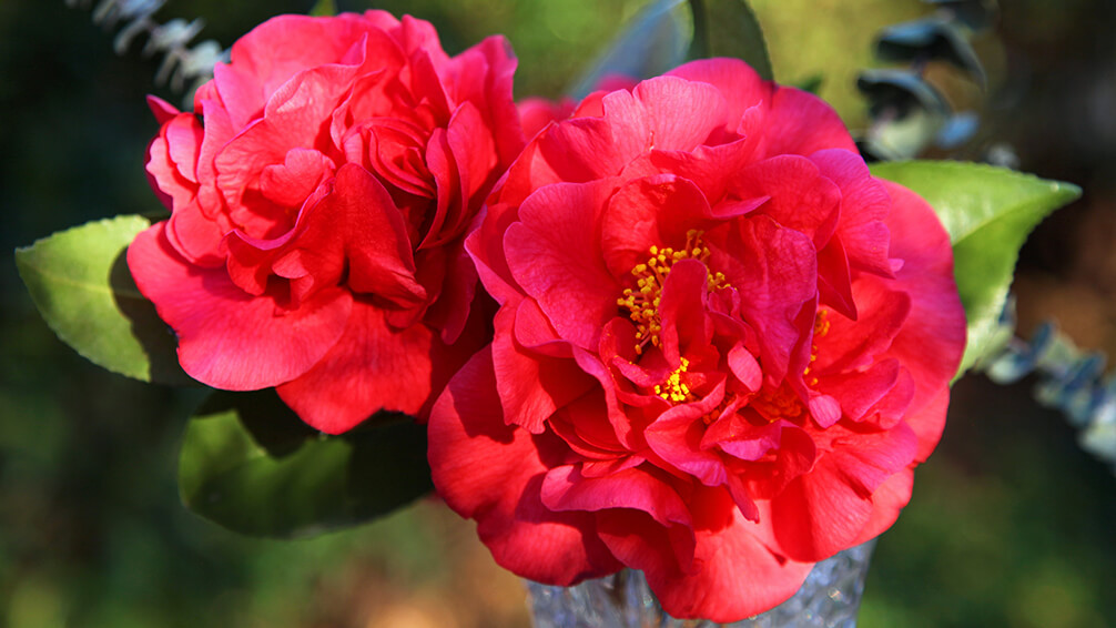 PFAS-camellias-in-houston-camellia-australis-close-up