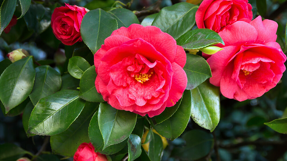 6 Camellias You Need To See To Believe - Plants for All Seasons