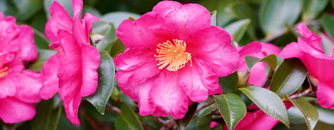 PFAS-camellias-in-houston-camellia-shi-shi-gashira