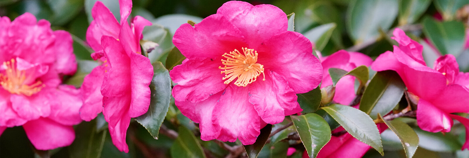 PFAS-camellias-in-houston-camellia-shi-shi-gashira
